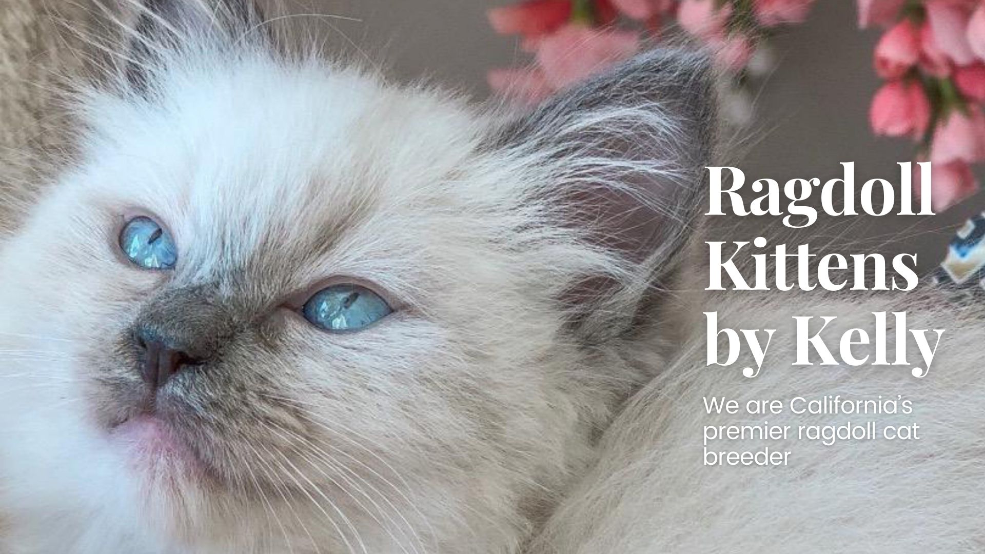 Ragdoll Kittens by Kelly | Ragdoll Cat Breeder in Southern California