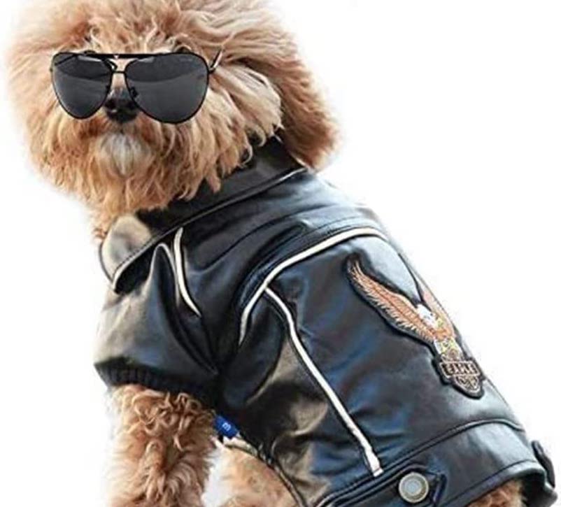 Dog Moto Jacket
