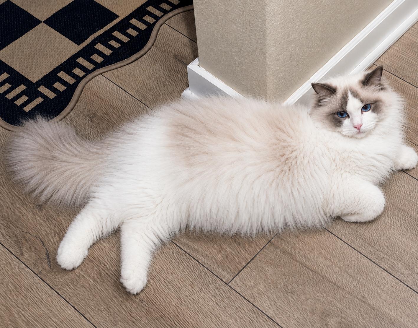 Ragdoll Cat Breeders - Bubbles