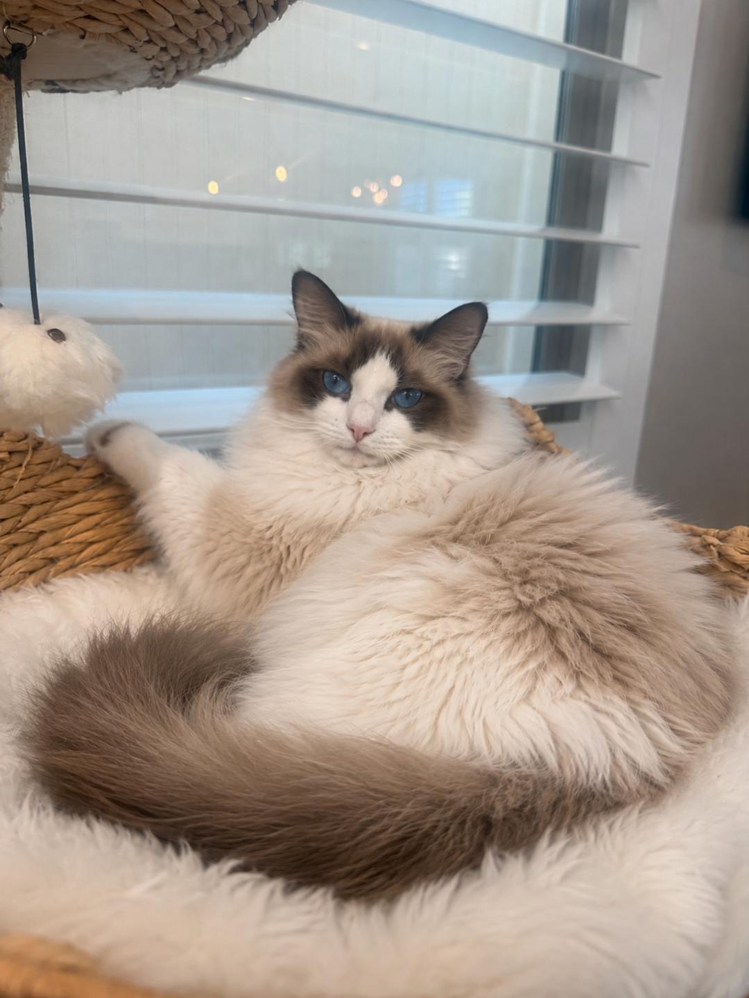 Ragdoll Cat Breeders - Bubbles